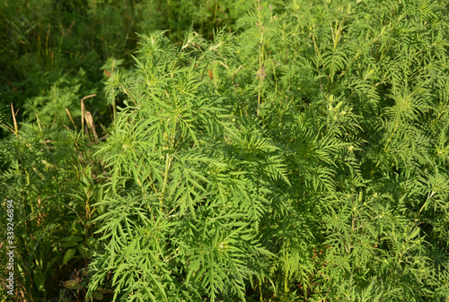 A close-up on dangerous plant ragweed pollen, Ambrosia shrubs that causes allergic reactions, allergic rhinitis.