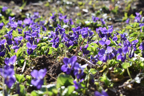Dichte Veilchen Blüte des Wohlriechenden Veilchens, Viola odorata, im Frühling
