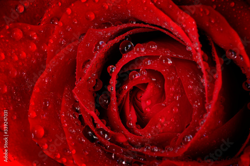 Fresh Red Rose with Water Dops Romantic Beauty