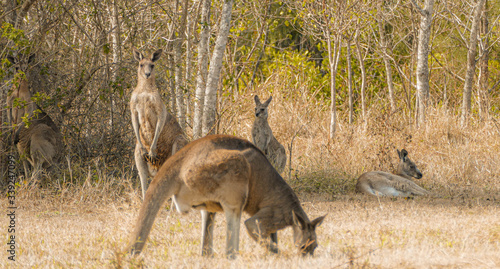 eastern grey kangaroo in the wild