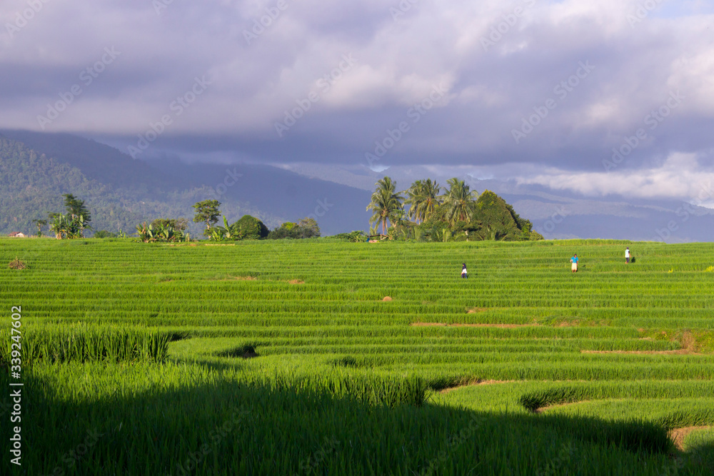 views of green rice fields and mountain ranges in Indonesia
