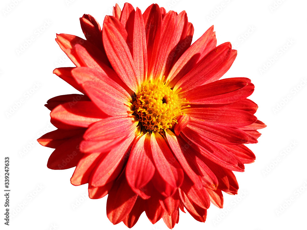 Isolated red Chrysanthemum flower on a white background.