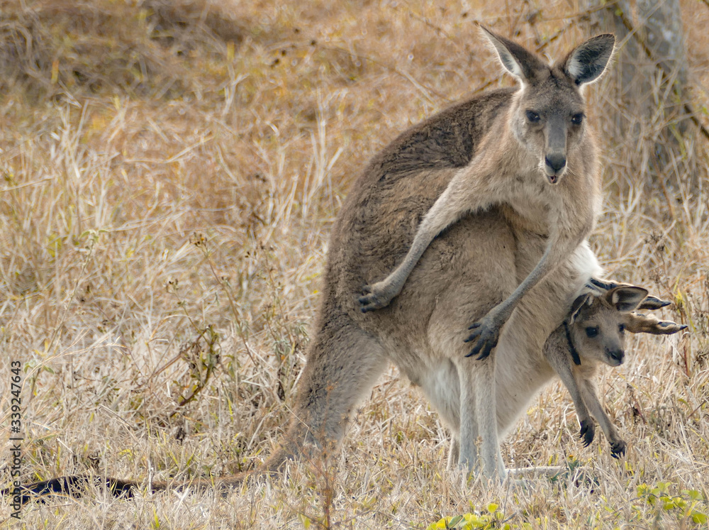 Fototapeta premium kangaroo in the wild