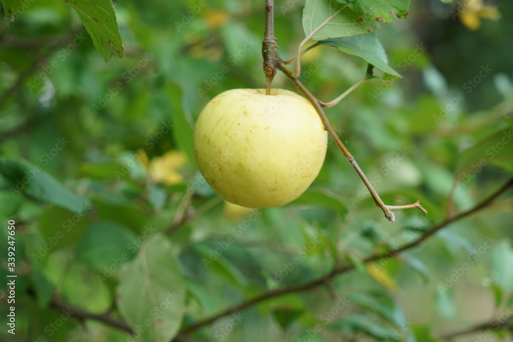 apple on tree