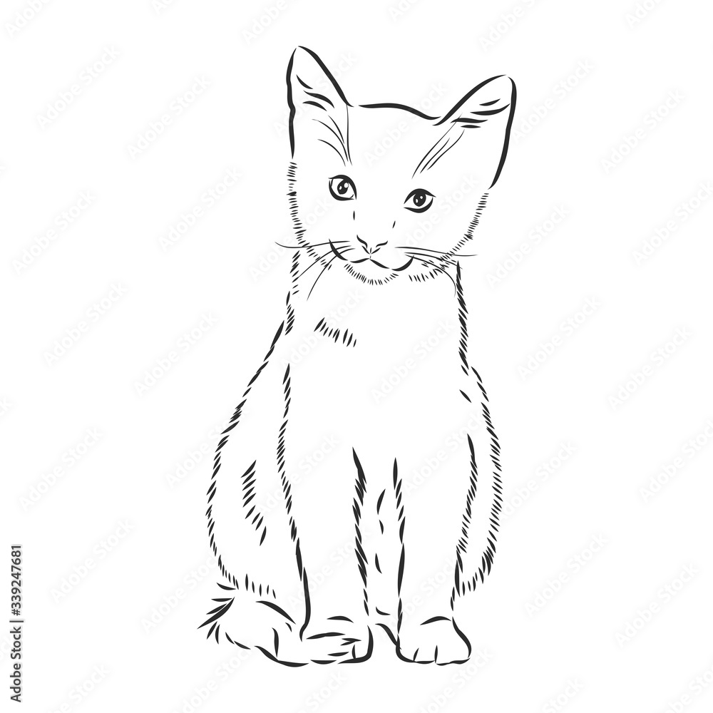 cat - hand drawn vector llustration isolated kitten, vector sketch illustration kitten, vector sketch illustration cat - hand drawn vector llustration isolated kitten, vector sketch illustration kitten, vector sketch illustration