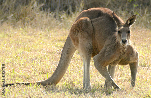 kangaroo in the wild
