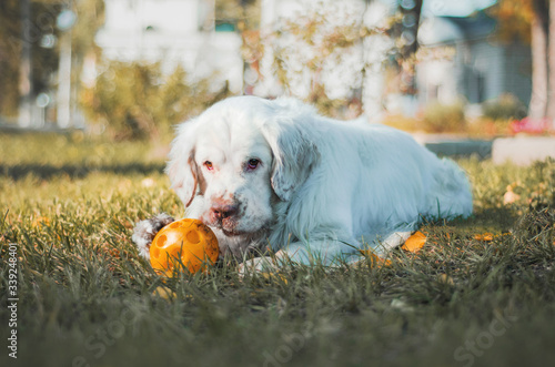 Cute dog clumber spaniel plays ball in a spring meadow photo