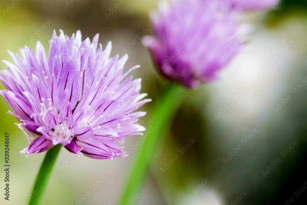 pink onion flowers at garden pink onion flowers at garden