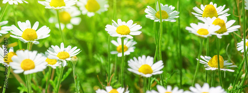 Chamomile (Matricaria recutita), blooming plants in the spring meadow on a sunny day, closeup