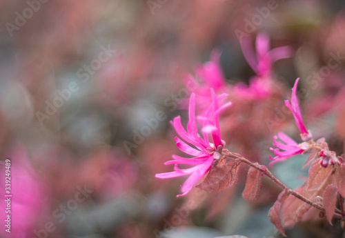 pink spring flower with blurred background