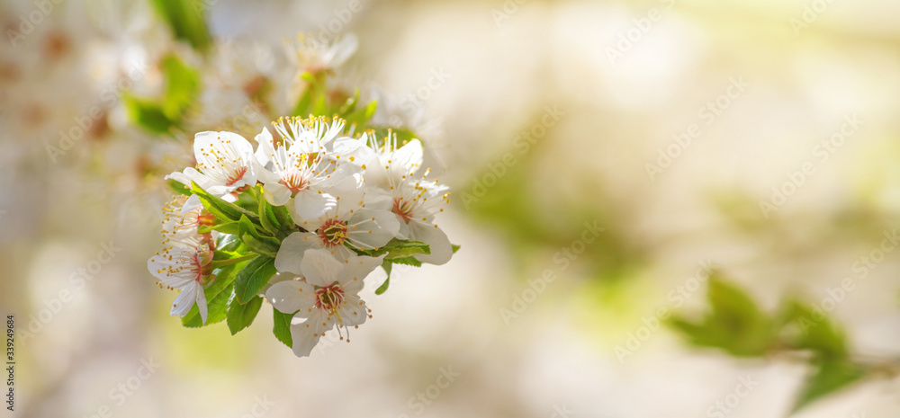 Spring background, panorama, banner - flowers of apple tree on the background of a blooming garden, closeup with space for text