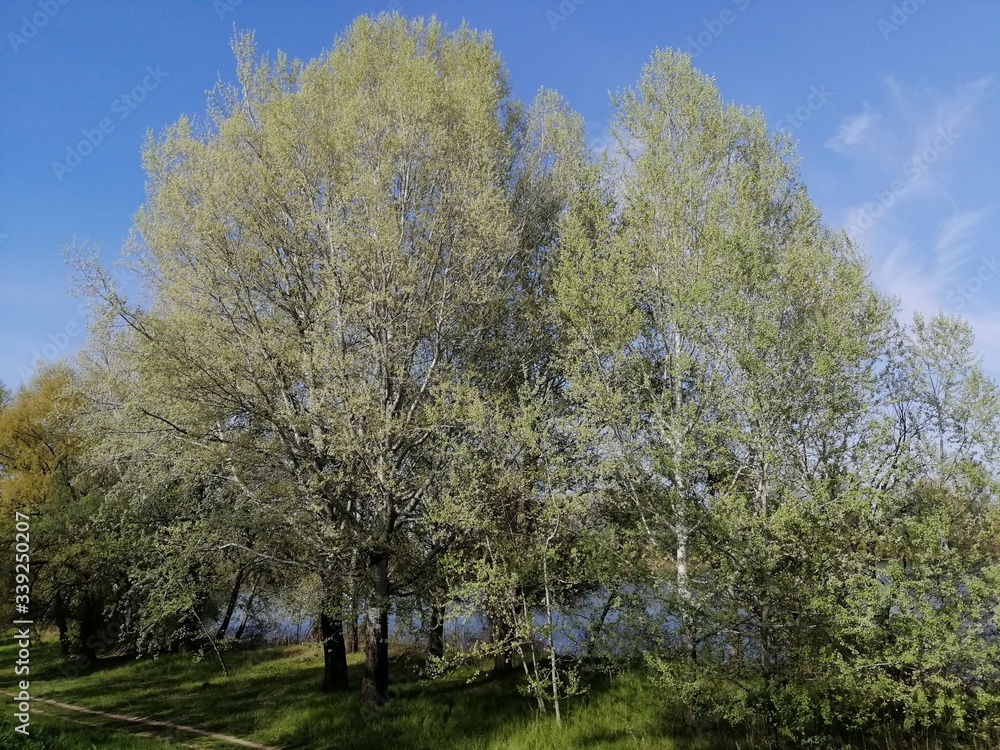 The riverside of Tisa in Senta, Serbia in April 2020 The riverside of Tisa in Senta, Serbia in April 2020