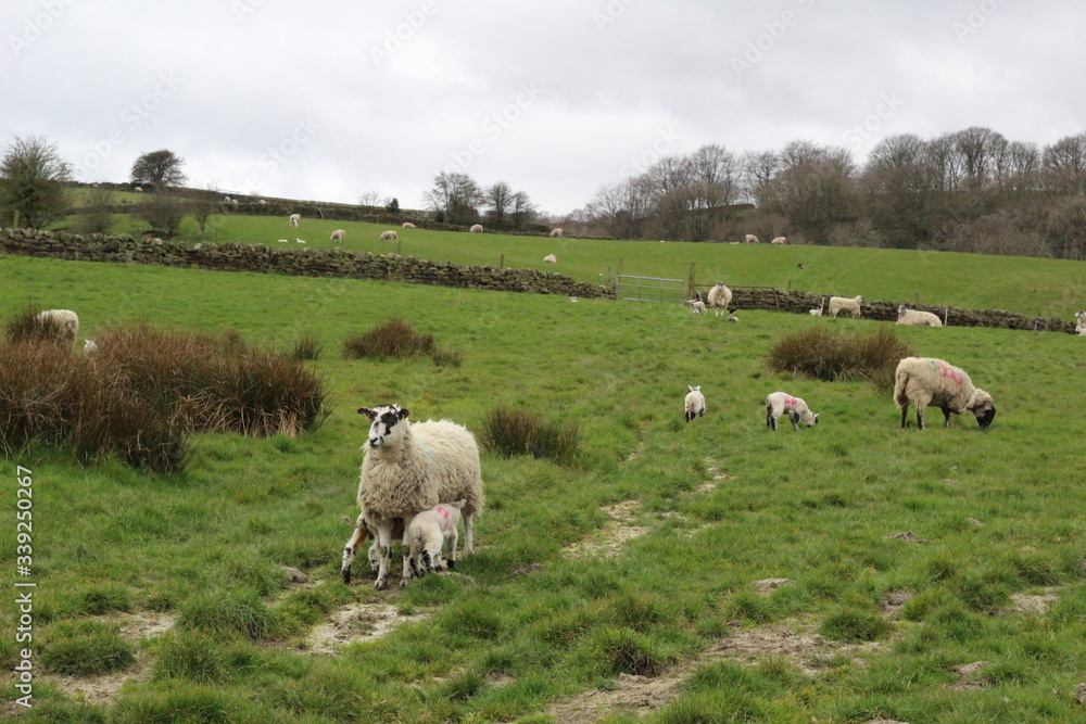 Obraz premium sheep on a meadow