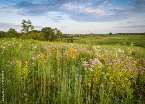 Sunset light on an expansive landscape of late summer prairie wildflowers.