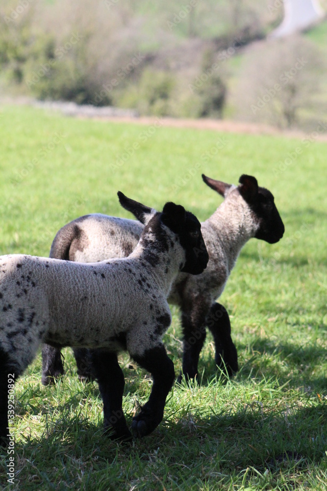 Obraz premium running lambs