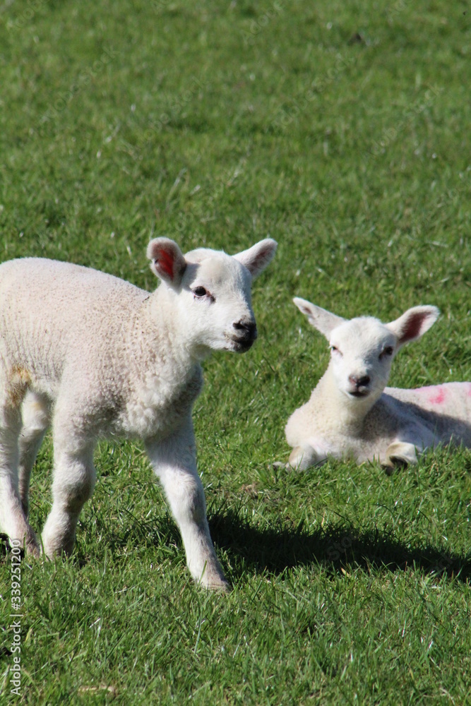 lambs lambs