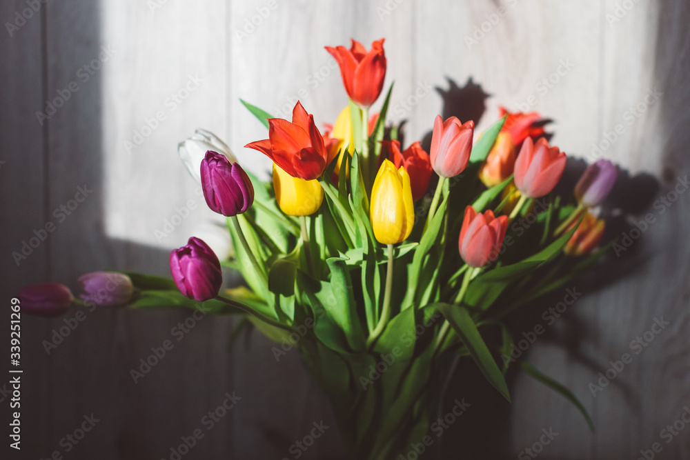 Picture of multicolored dutch tulips in a vase during golden hour light, against grey wooden wall Picture of multicolored dutch tulips in a vase during golden hour light, against grey wooden wall