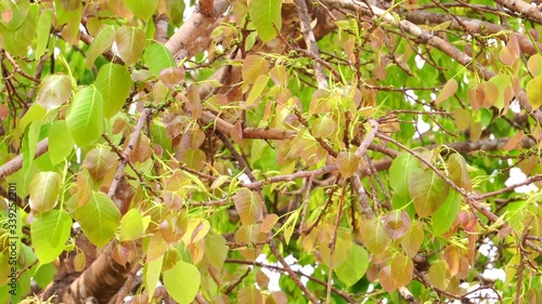 Bodhi leaves, Green and gold leaves blowing in the wind.