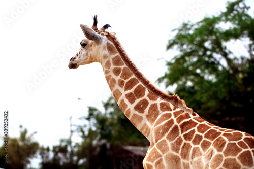 Photography Giraffe is standing in safari