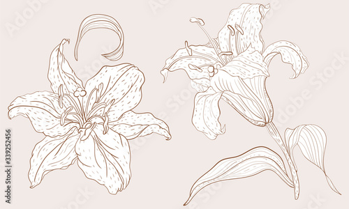 Oriental Lily inflorescence and steam flower