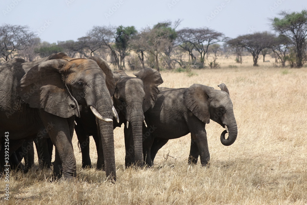 GROUP OF ELEPHANTS WITH SAVANA BACKGROUND, TANZANIA, SERENGETI