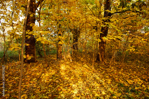 autumn in the park