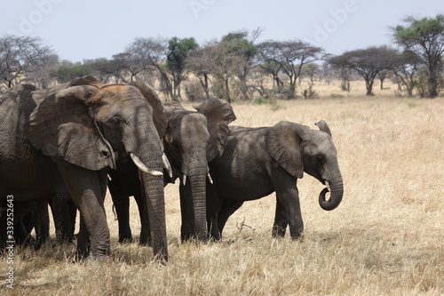 GROUP OF ELEPHANTS WITH SAVANA BACKGROUND  TANZANIA  SERENGETI