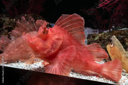 Closeup of Purple Scorpionfish