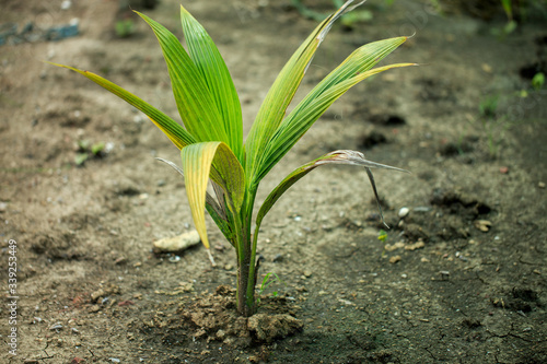 young coconut tree is planting in soil