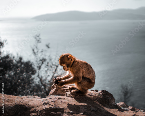 Baby Macaque © Salam