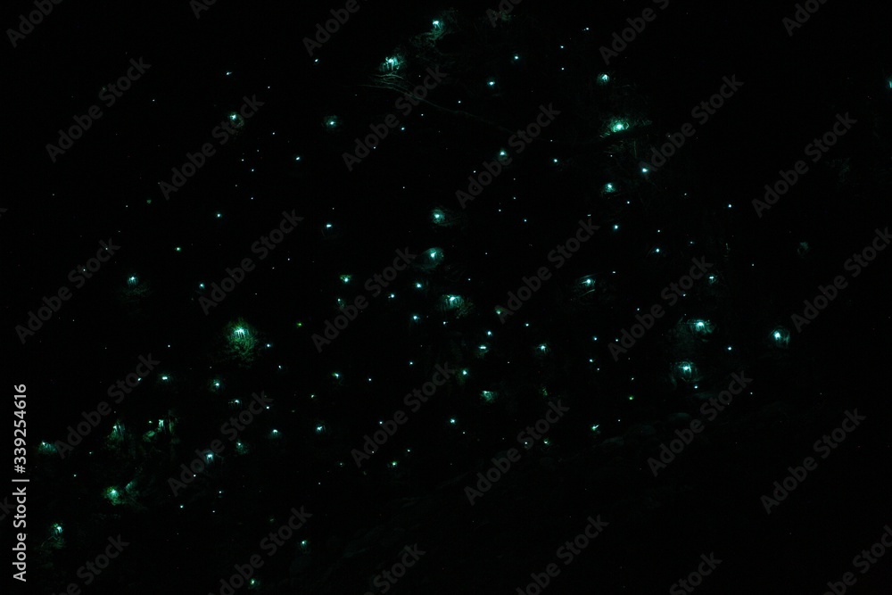 The starry sky in Waitomo Glowworm Caves, New Zealand
The starry sky in Waitomo Glowworm Caves, New Zealand