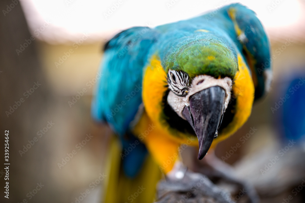 Beautiful macaw bird is hanging on branch Beautiful macaw bird is hanging on branch