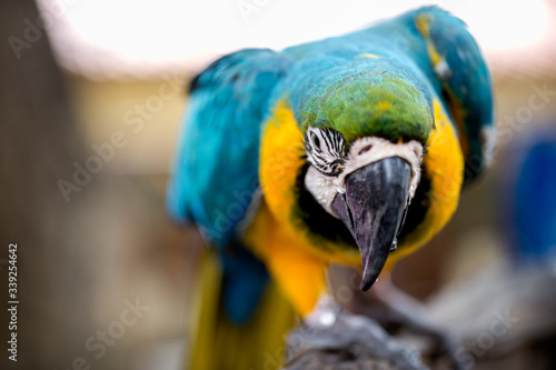 Beautiful macaw bird is hanging on branch