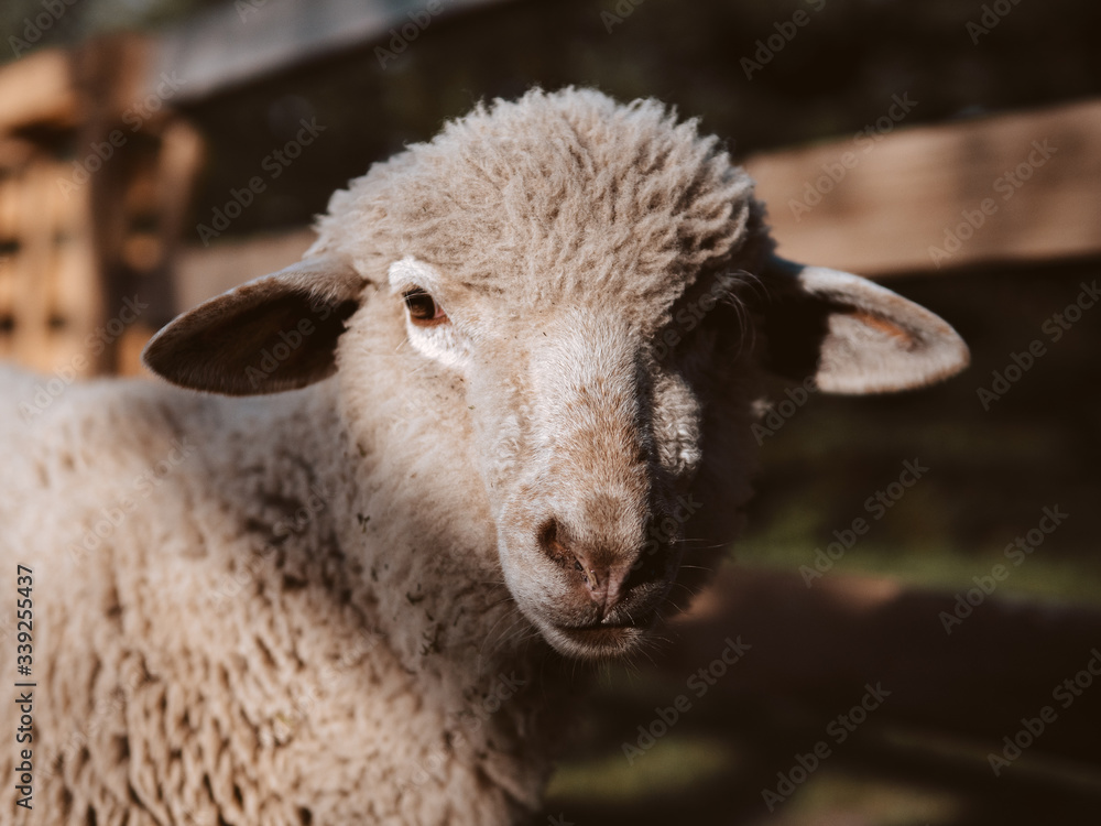Sheep portrait. Organic farming at countryside.