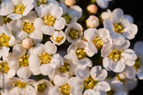 Spriaea Vanhouttei flower shrub close up photo