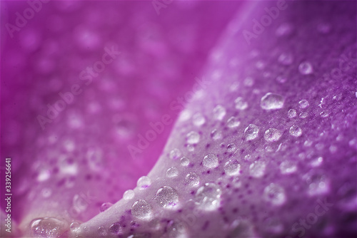 Orchid with water droplet on flowers petal, close up.