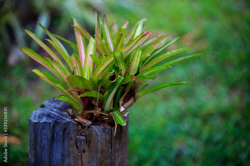Obraz premium Beautiful colored pineapples planted or urn plants on the stump.