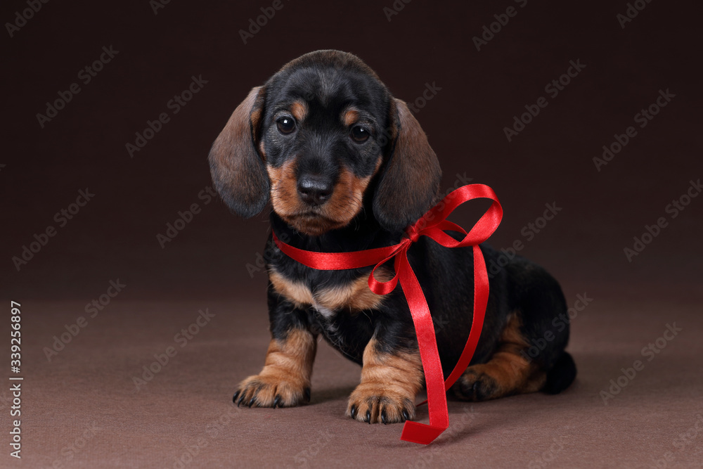 Cute dachshund puppy with a red ribbon sitting on a brown background
