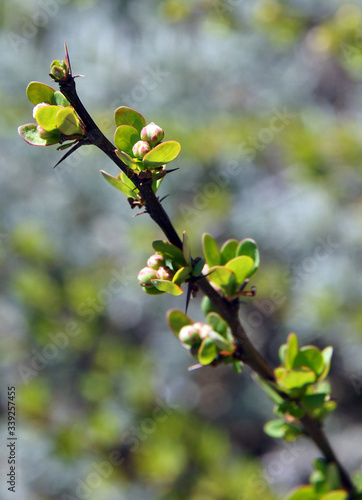 Wallpaper Mural Barberry branches with buds Torontodigital.ca