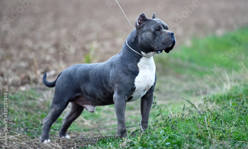  a little american bully dog 