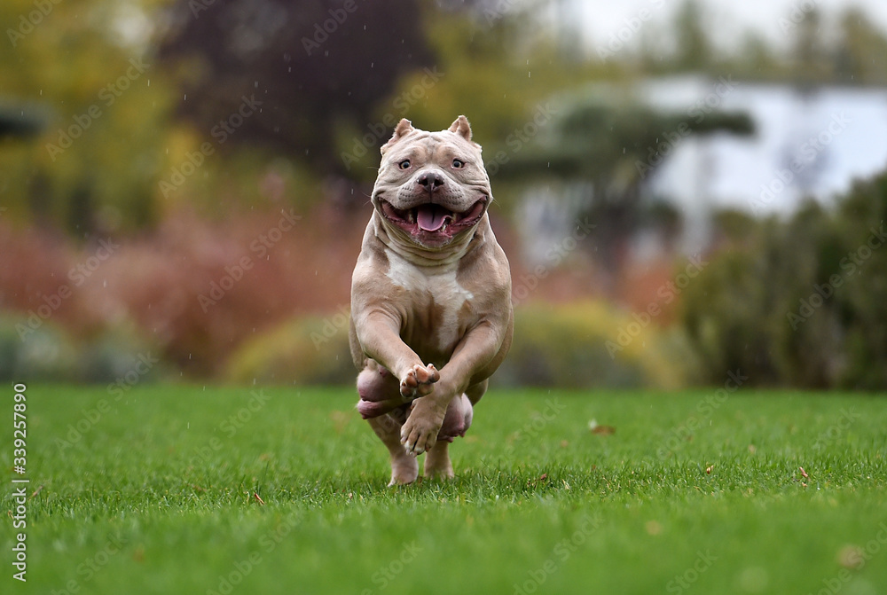 Premium Photo  English bulldog and american bully playing in the meadow.