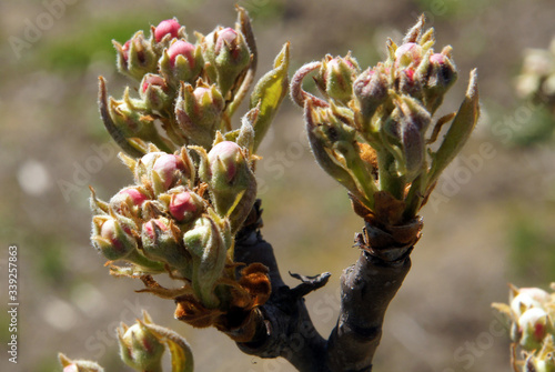 Pear tree branches with buds