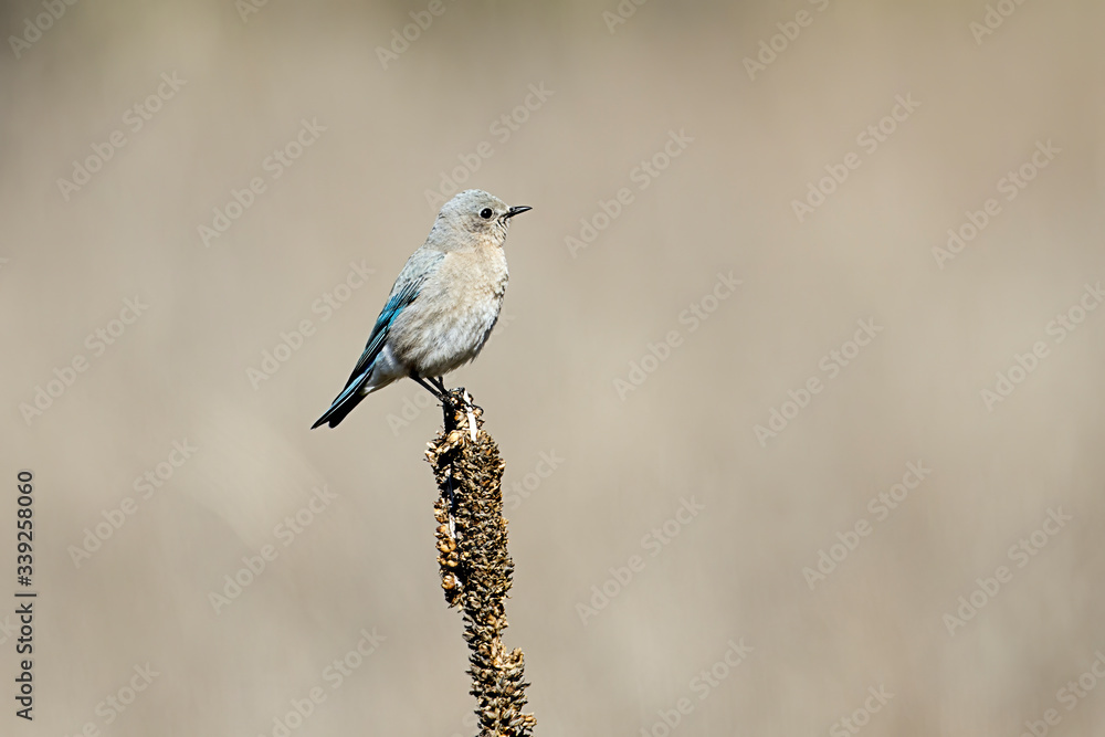 Fototapeta premium Bluebird perched on a plant.