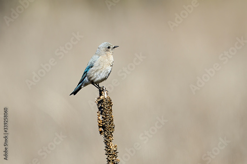 Bluebird perched on a plant.