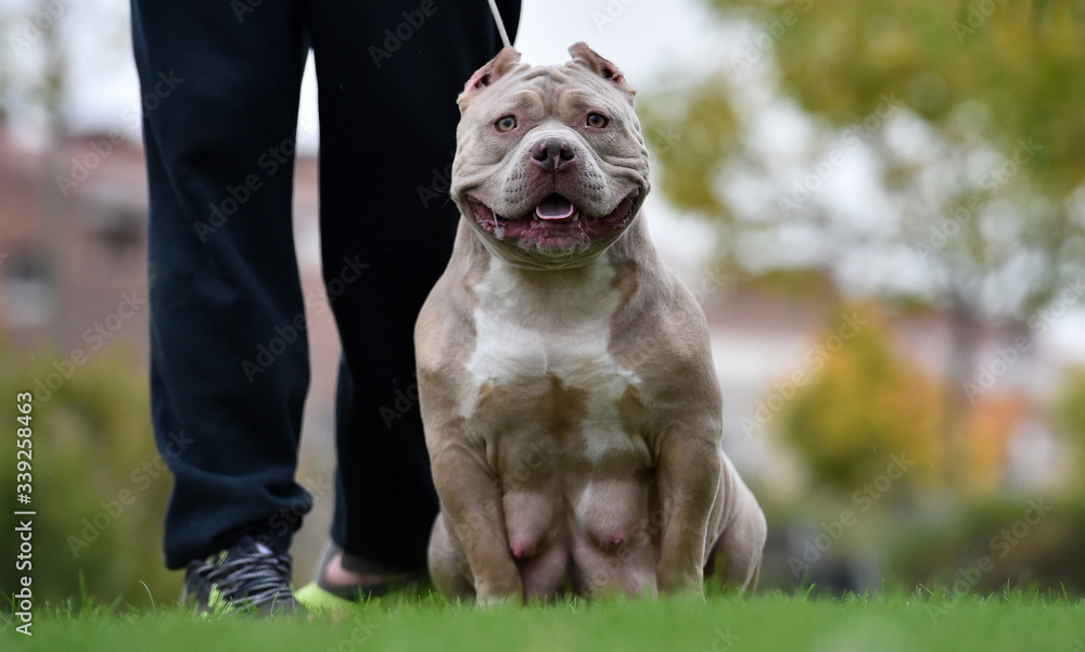 a strong american bully dog