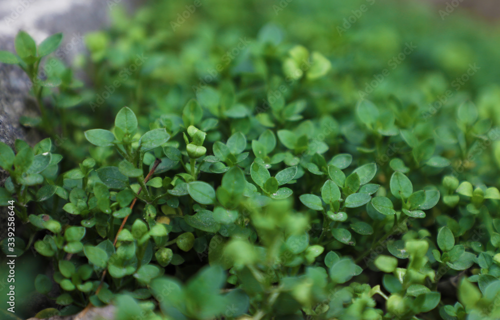 green leaves background green leaves background