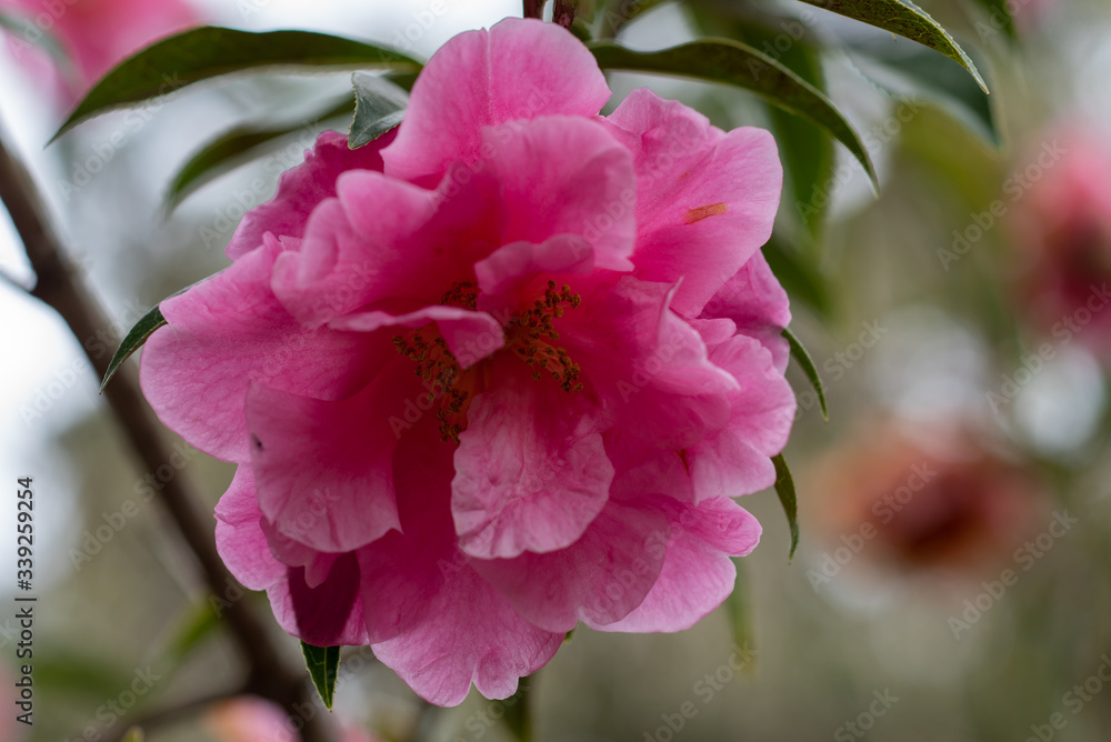 A closeup on a pink flower of reticulata yunnan camellia A closeup on a pink flower of reticulata yunnan camellia