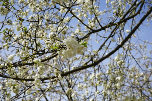Weiße Kirschblüten im Sonnenlicht