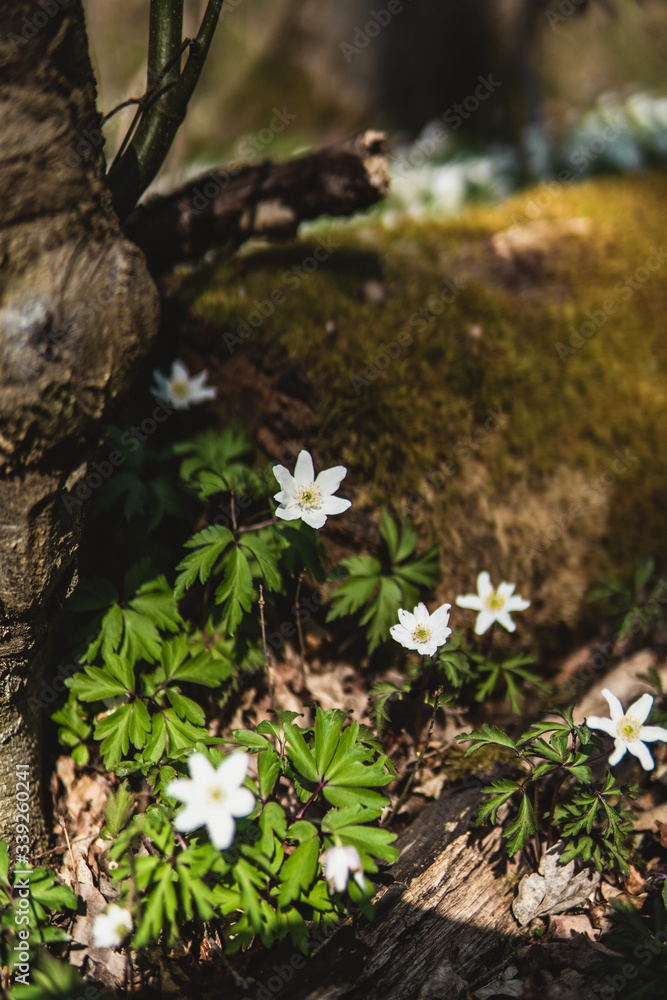Fototapeta premium Weisse Blumen Frühling