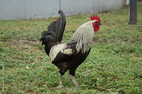 SOLITARY ROOSTER ON GRASS photo